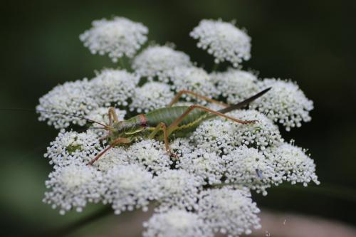 Ephippiger diurnus diurnus